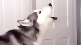 Furry Gay XXX